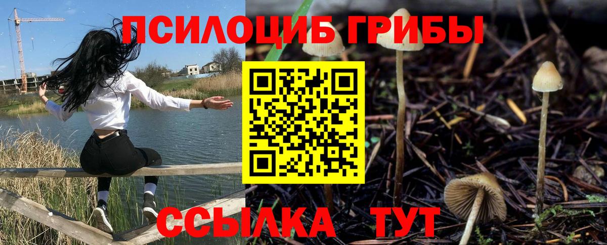 Вышний Волочёк  где можно купить наркотик  Вход с VPN  Псилоцибиновые грибы Cubensis 