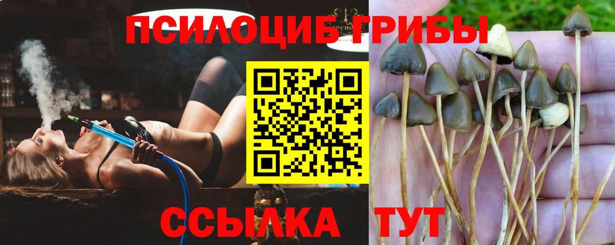 Галлюциногенные грибы мицелий Вышний Волочёк